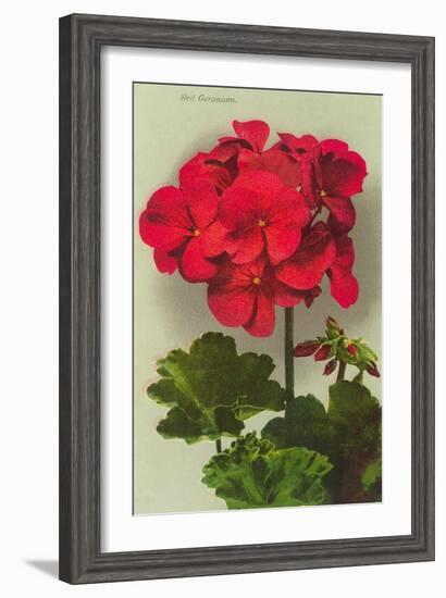 Geranium-null-Framed Art Print