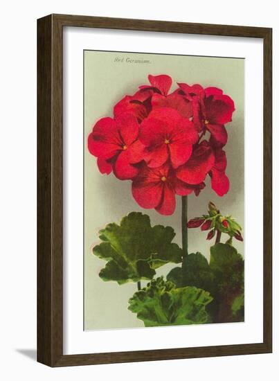 Geranium--Framed Art Print