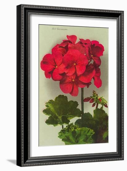 Geranium-null-Framed Art Print