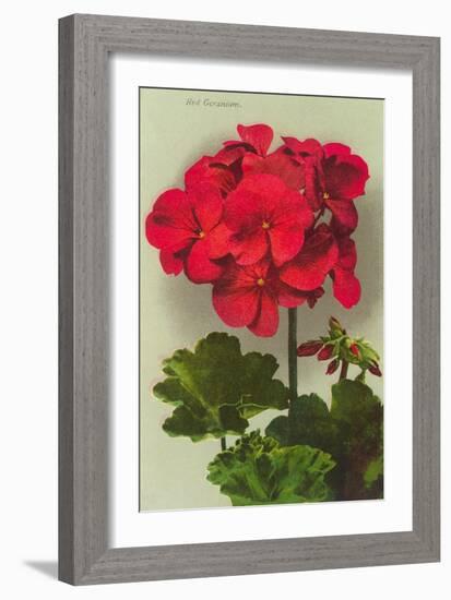 Geranium-null-Framed Premium Giclee Print