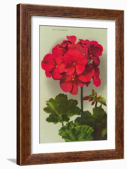 Geranium-null-Framed Premium Giclee Print