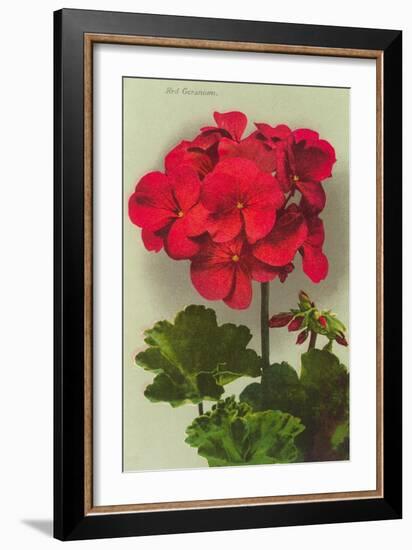 Geranium-null-Framed Premium Giclee Print