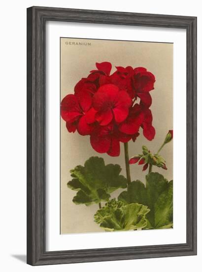 Geranium-null-Framed Art Print