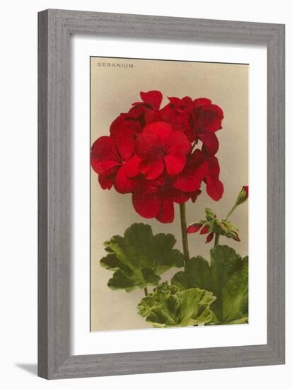 Geranium-null-Framed Art Print