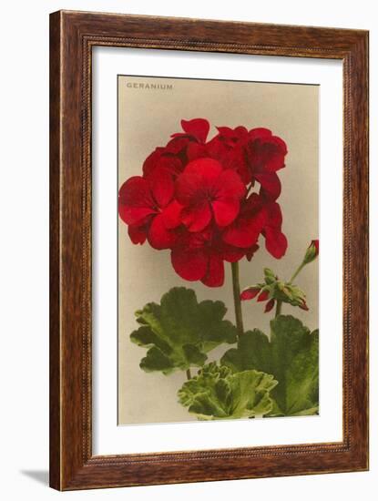 Geranium-null-Framed Art Print