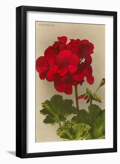 Geranium-null-Framed Art Print