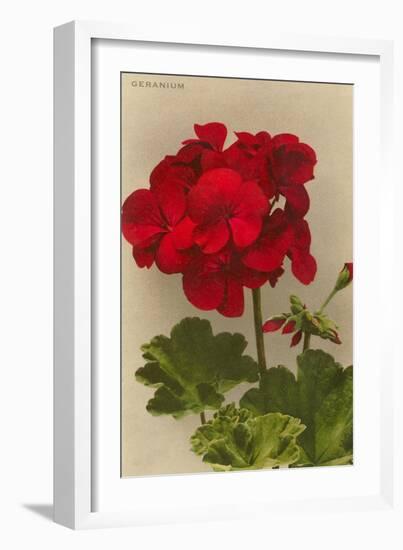 Geranium-null-Framed Art Print