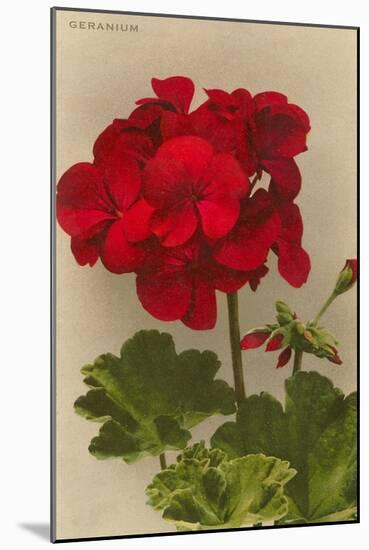 Geranium-null-Mounted Art Print