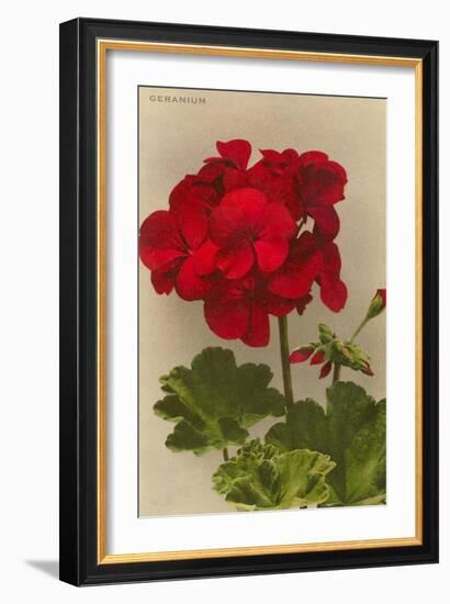 Geranium-null-Framed Art Print