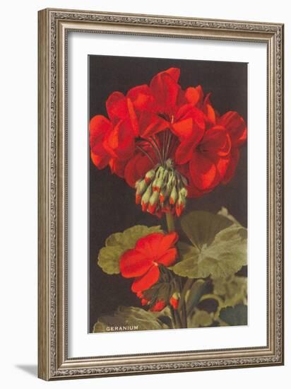 Geranium-null-Framed Art Print