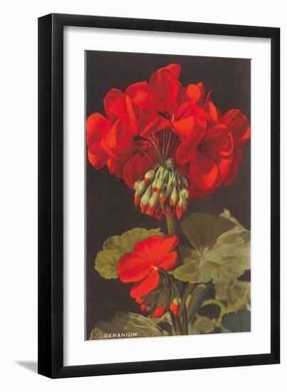 Geranium-null-Framed Art Print