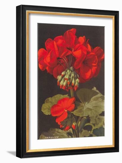 Geranium-null-Framed Art Print