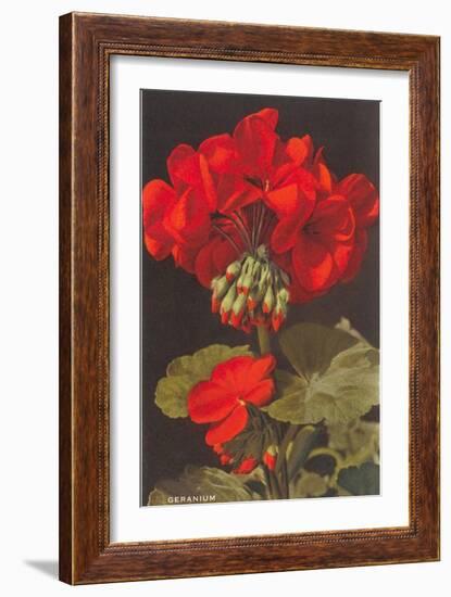 Geranium-null-Framed Premium Giclee Print