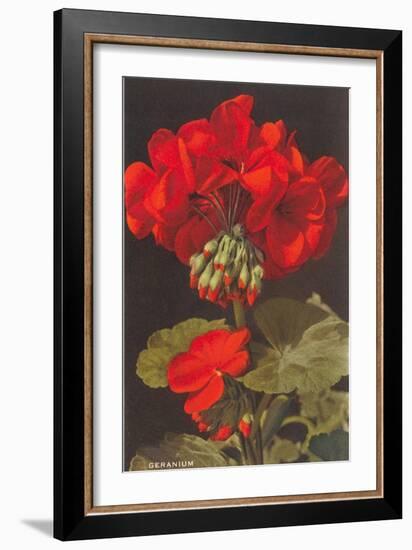 Geranium-null-Framed Premium Giclee Print