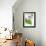 Geraniums and Chrysanthemums in Jars with Fern-Linda Burgess-Framed Photographic Print displayed on a wall