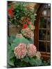 Geraniums and Hydrangea by Doorway, Chateau de Cercy, Burgundy, France-Lisa S. Engelbrecht-Mounted Photographic Print