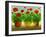 Geraniums III-Sheila Finch-Framed Art Print