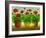 Geraniums III-Sheila Finch-Framed Art Print