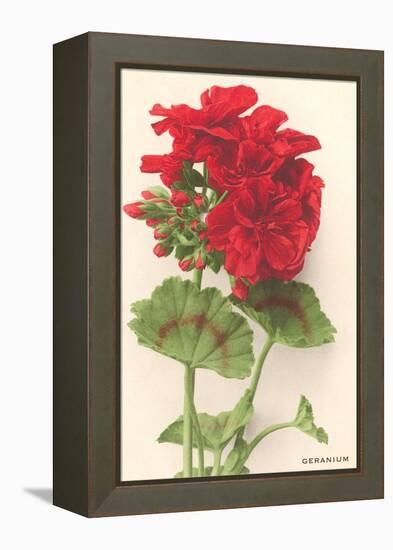 Geraniums-null-Framed Stretched Canvas