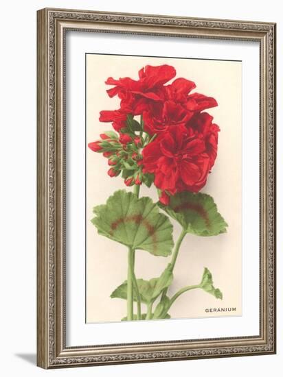 Geraniums-null-Framed Art Print