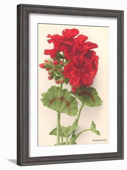 Geraniums-null-Framed Art Print