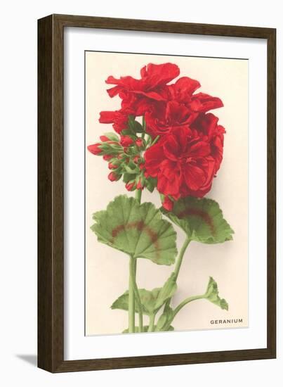 Geraniums-null-Framed Art Print