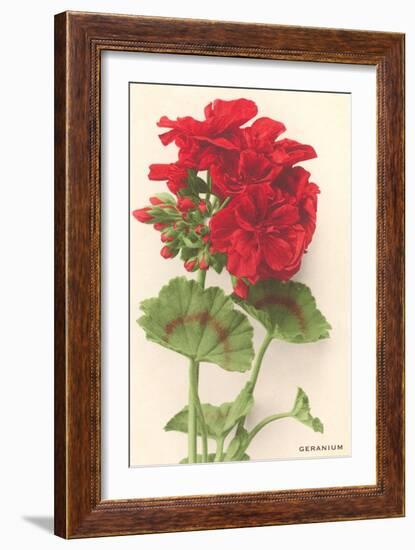 Geraniums-null-Framed Art Print