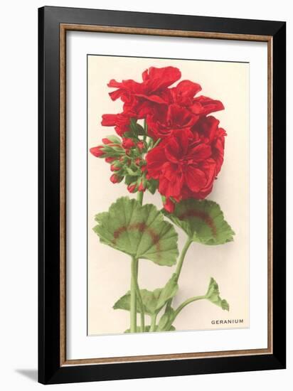 Geraniums-null-Framed Art Print