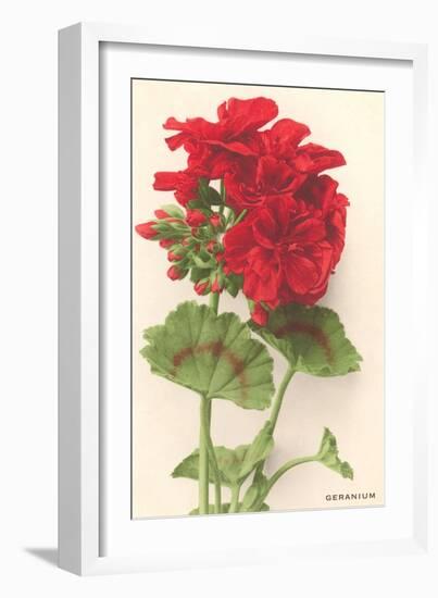 Geraniums-null-Framed Art Print