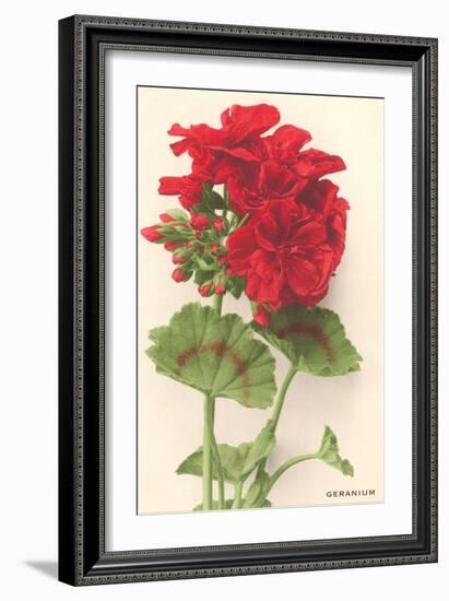 Geraniums-null-Framed Art Print