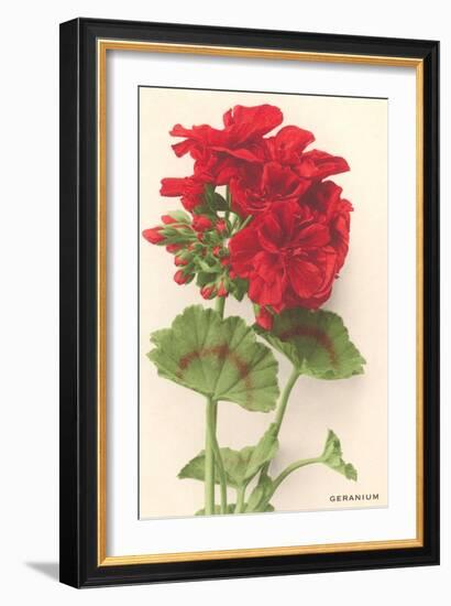 Geraniums-null-Framed Art Print