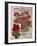 Geraniums-Vintage Apple Collection-Framed Giclee Print