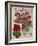 Geraniums-Vintage Apple Collection-Framed Giclee Print