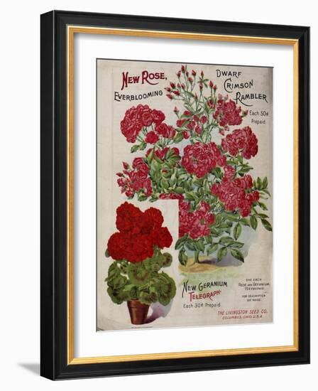 Geraniums-Vintage Apple Collection-Framed Giclee Print