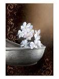 White Jasmine-Gerard Beauvoir-Art Print