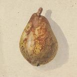 Pear, 1836 - 95-Gerardina Bakhuyzen-Art Print