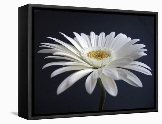 Gerber Angle I-Jim Christensen-Framed Premier Image Canvas