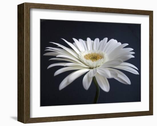 Gerber Angle I-Jim Christensen-Framed Photographic Print