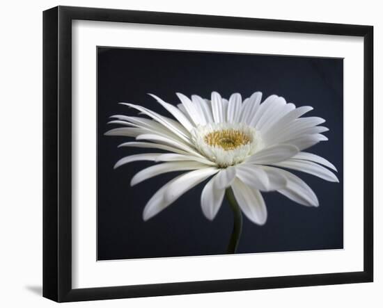 Gerber Angle I-Jim Christensen-Framed Photographic Print