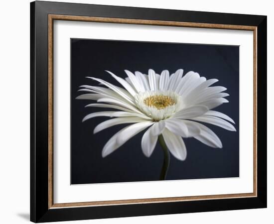 Gerber Angle I-Jim Christensen-Framed Photographic Print