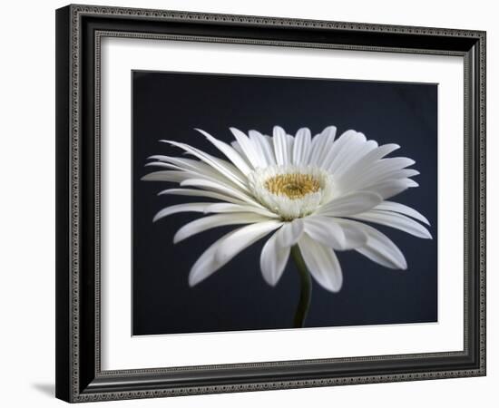 Gerber Angle I-Jim Christensen-Framed Photographic Print