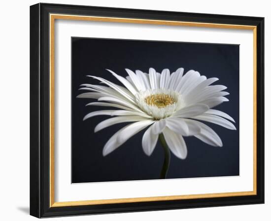 Gerber Angle I-Jim Christensen-Framed Photographic Print