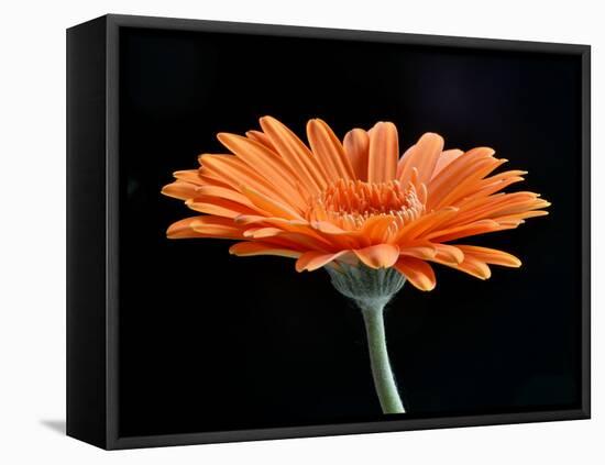 Gerber Angle II-Jim Christensen-Framed Premier Image Canvas