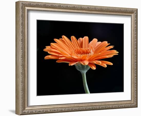 Gerber Angle II-Jim Christensen-Framed Photographic Print