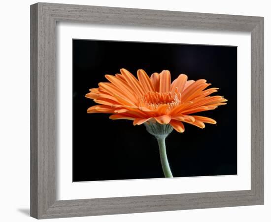 Gerber Angle II-Jim Christensen-Framed Photographic Print