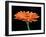 Gerber Angle II-Jim Christensen-Framed Photographic Print