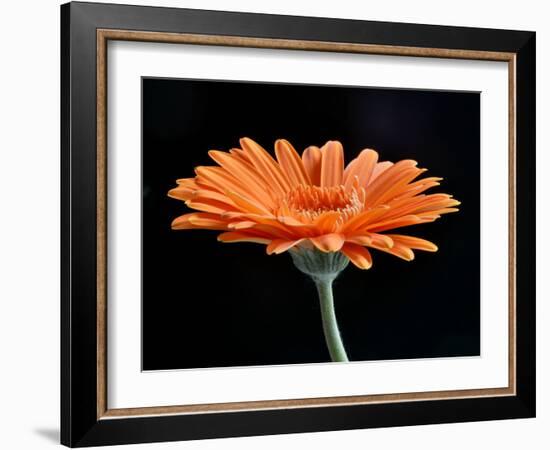 Gerber Angle II-Jim Christensen-Framed Photographic Print