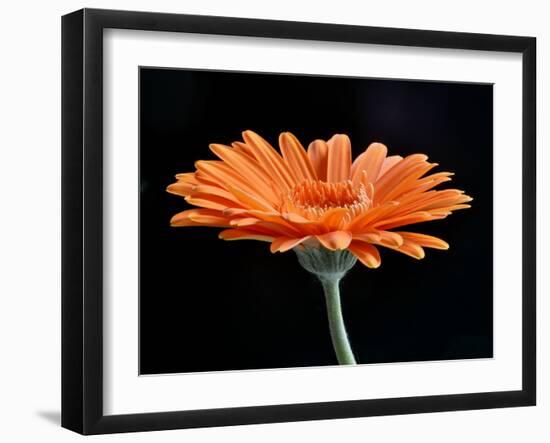 Gerber Angle II-Jim Christensen-Framed Photographic Print