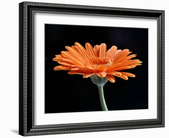 Gerber Angle II-Jim Christensen-Framed Photographic Print