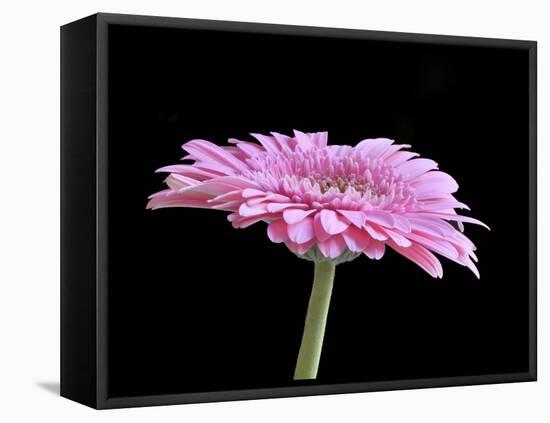 Gerber Angle III-Jim Christensen-Framed Premier Image Canvas